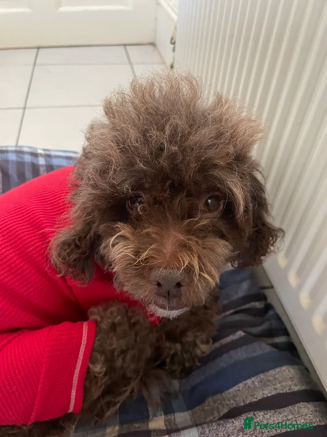 Miniature Poodle dogs for sale: Adorable Miniature Poodle puppies  - Advert 1
