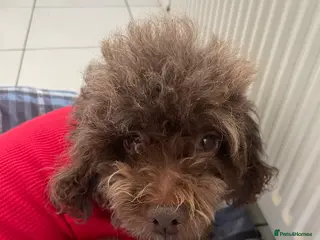 Miniature Poodle dogs Adorable Miniature Poodle puppies - Advert 1