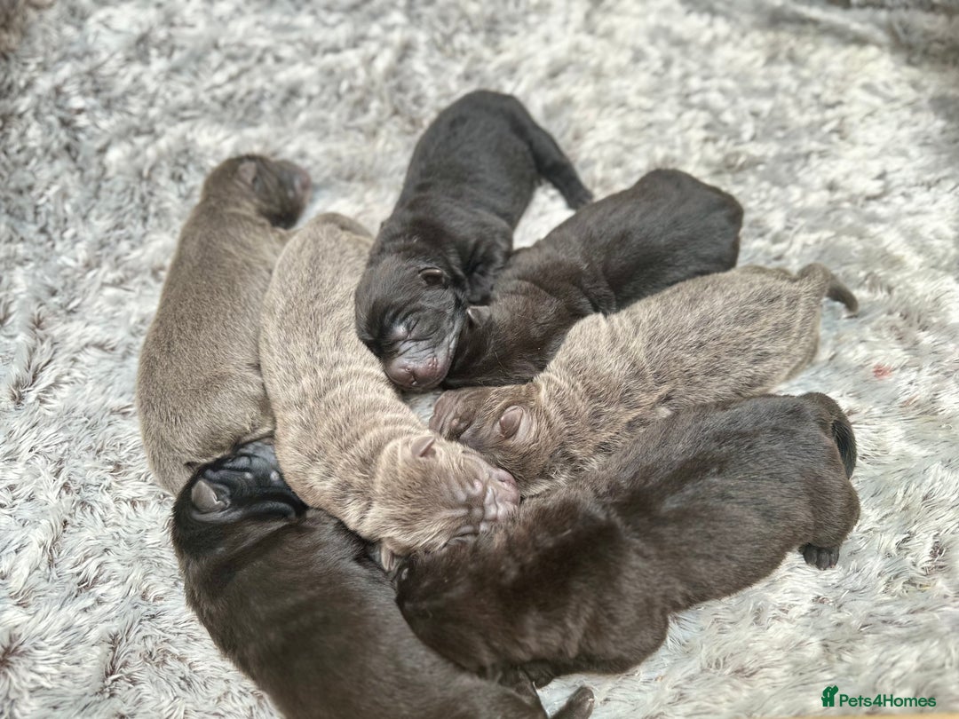 Shar Pei dogs for sale: Beautiful bear/brush coat shar peis  - Image 2