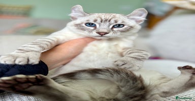 Savannah cats - Advert 7