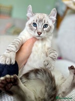 Savannah cats - Advert 7