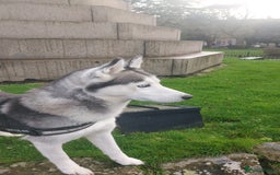 Siberian Husky dogs for sale: Beloved Ava - Image 2
