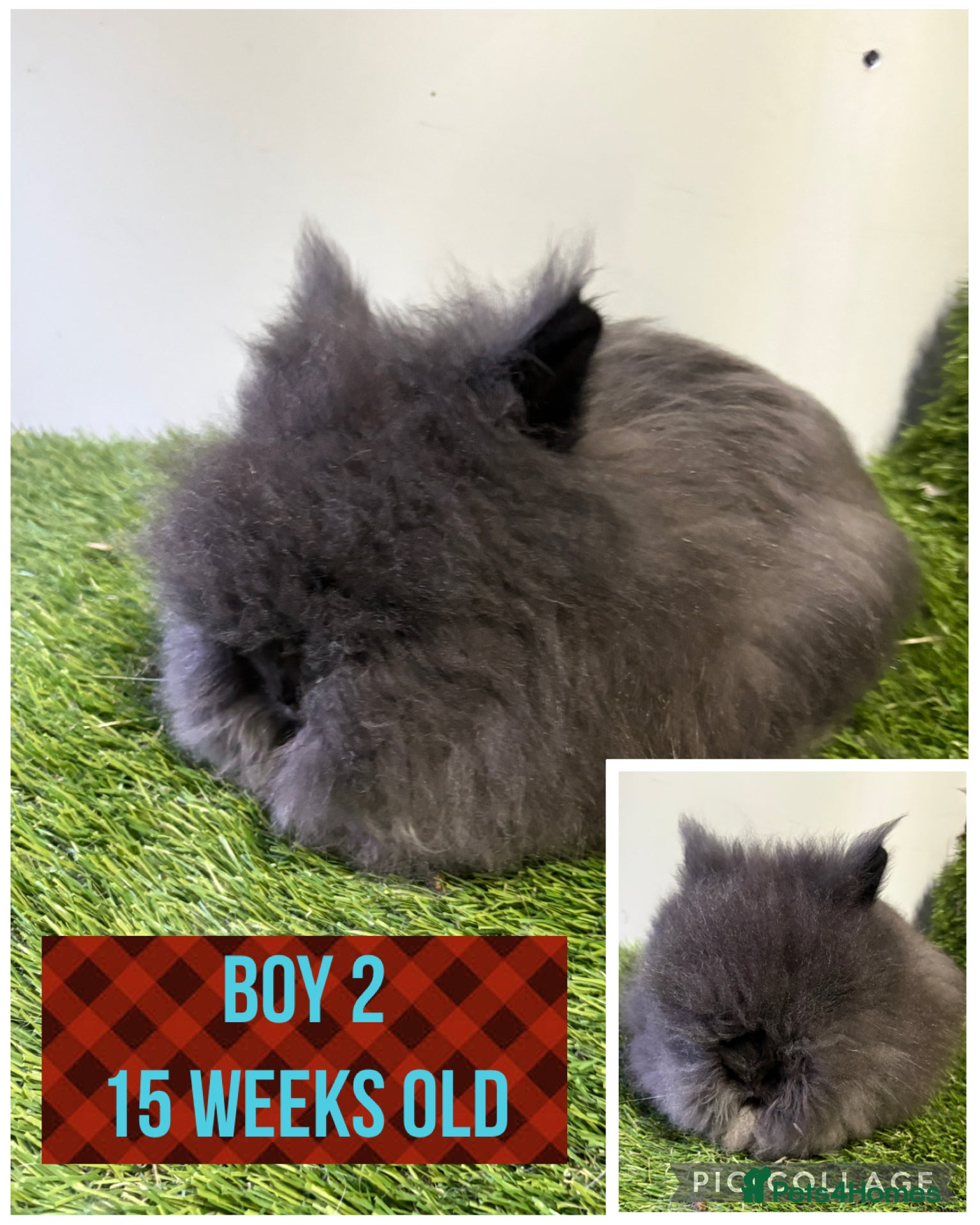 Lionhead rabbits Beautiful double mained lionheads ready soon  - Advert 9
