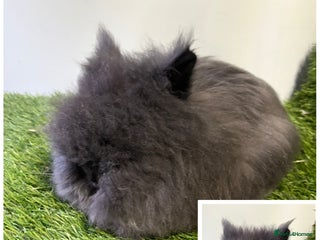Lionhead rabbits Beautiful double mained lionheads ready soon - Advert 9