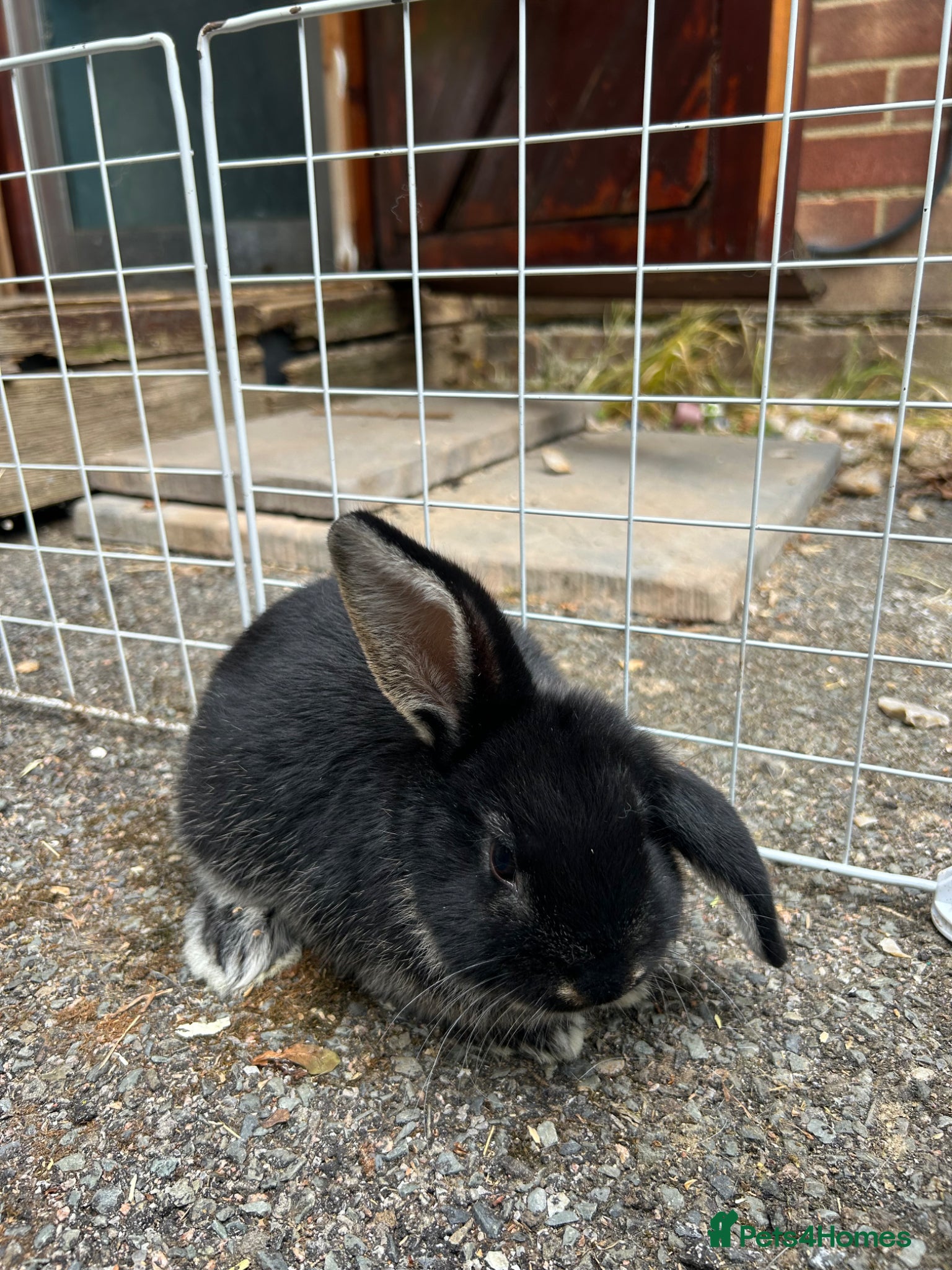 Mixed Breed rabbits for sale: 2 male English x lop rabbits  - Advert 7