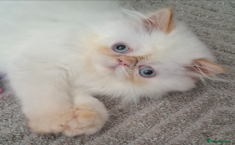 Persian cats - Advert 2