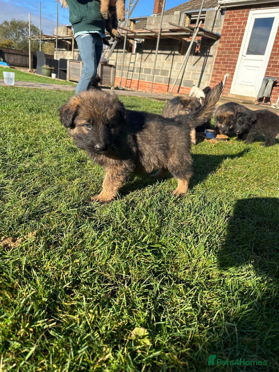 German Shepherd dogs for sale: Beautiful Litter of German Shepherd Puppies - Advert 28