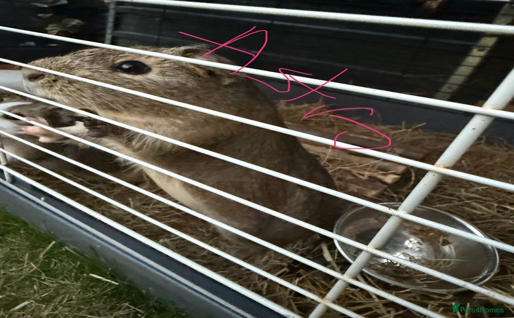 Guinea Pig rodents - Advert 3