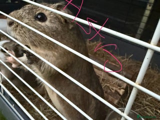 Guinea Pig rodents - Advert 12