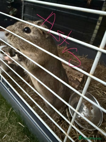 Guinea Pig rodents - Advert 30