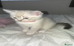 Mixed Breed cats for sale: Beautiful mix breed kittens - Image 34