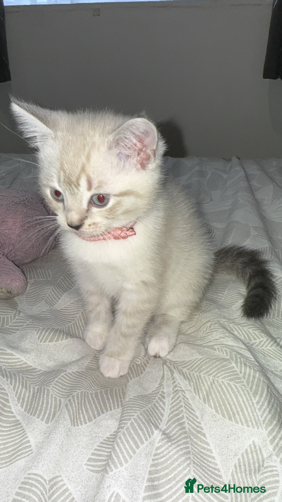 Mixed Breed cats for sale: Beautiful mix breed kittens - Image 34