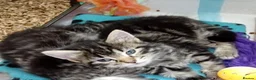 Mixed Breed cats for sale: 5 Fluffy Ragdoll x Tabby kittens  - Advert 2