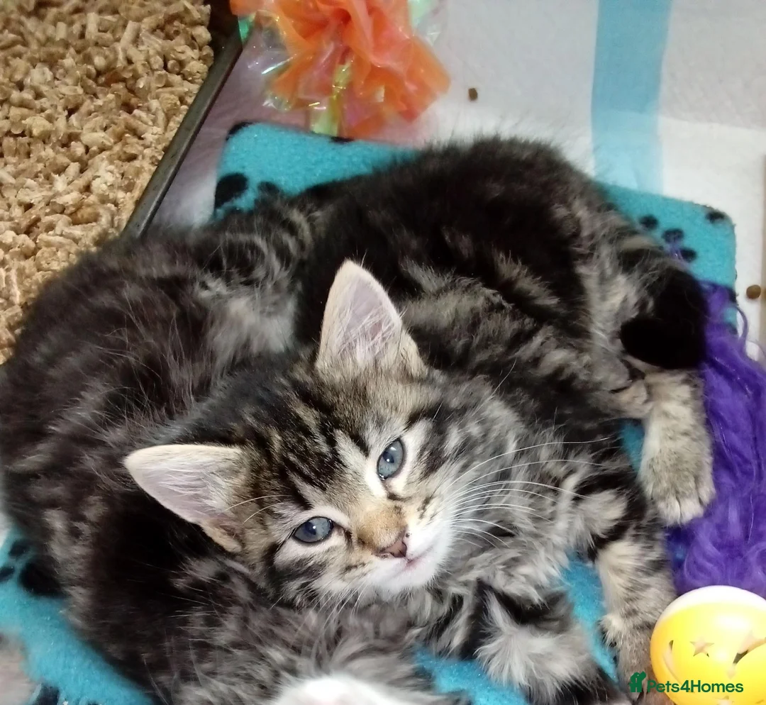 Mixed Breed cats for sale: 5 Fluffy Ragdoll x Tabby kittens  - Advert 2