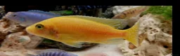 Cichlids fish for sale: African cichlids  - Advert 6