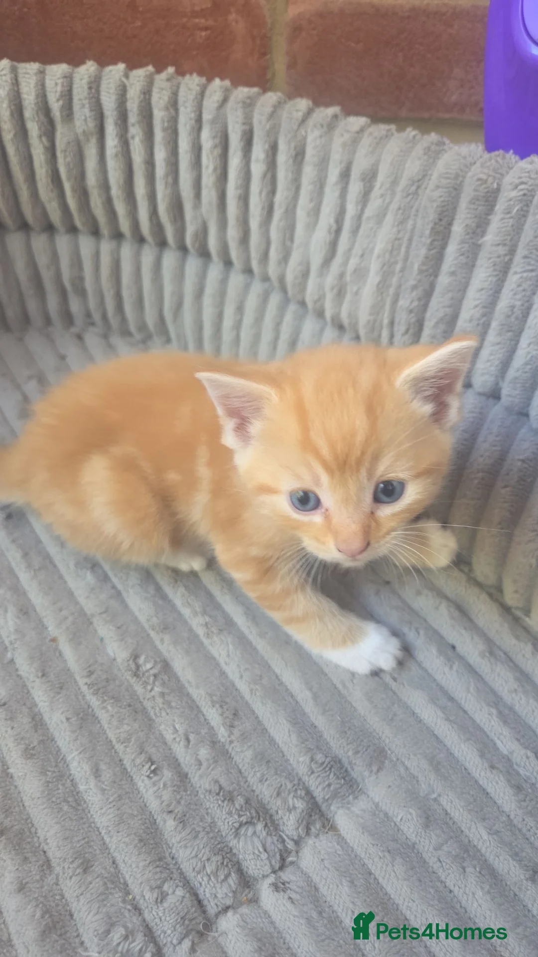 Mixed Breed cats for sale: Ginger boy - Advert 3
