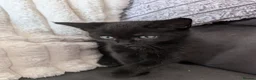 Mixed Breed cats for sale: Kittens for sale  in Larkhall - Advert 4