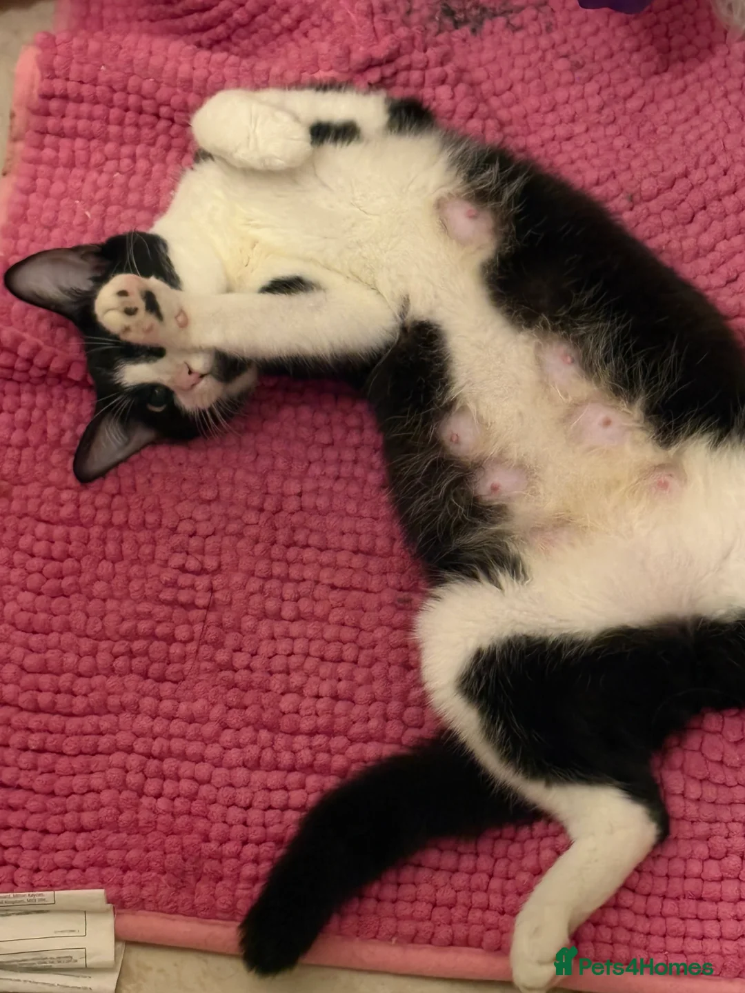 British Shorthair cats for sale: 6 loving kittens looking for their forever homes - Advert 1