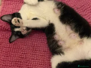 British Shorthair cats 6 loving kittens looking for their forever homes - Advert 16