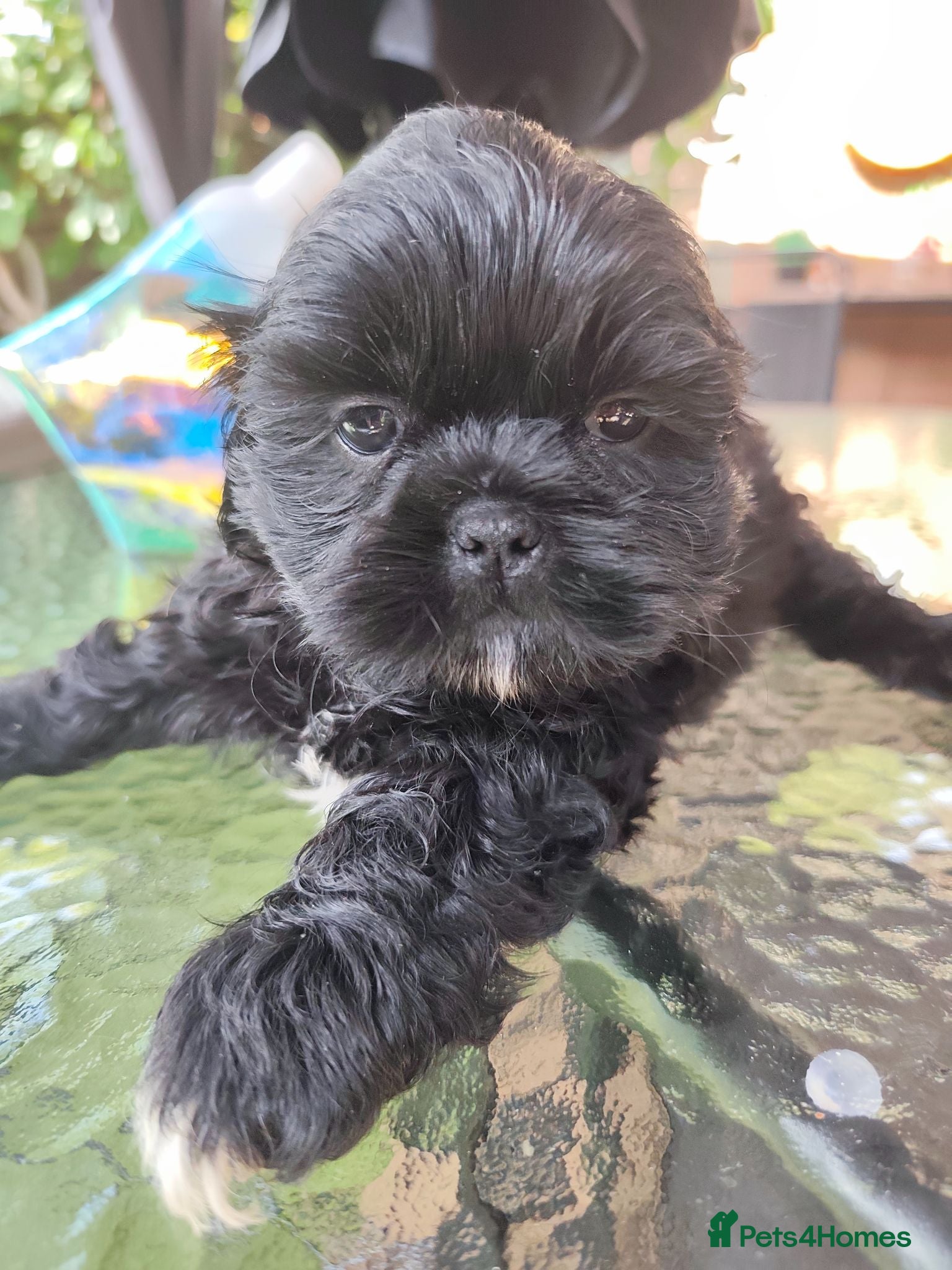 Shih Tzu dogs Shih tzu puppies  - Advert 2