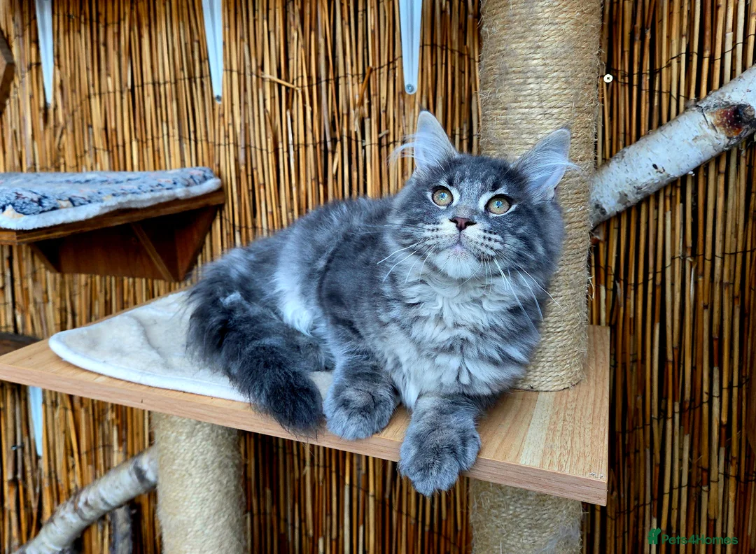 Maine Coon cats for sale: 2 Stunning GCCF Kittens Available.  - Advert 12