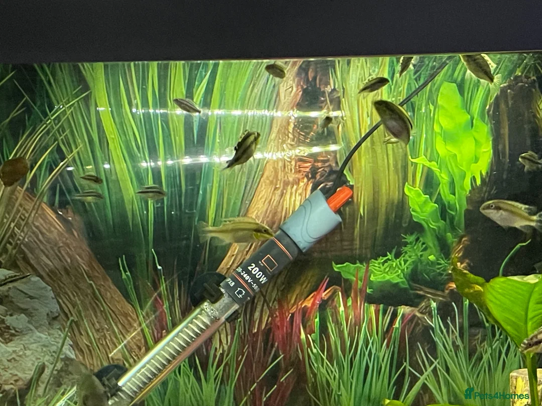 Cichlids fish for sale: Kribensis Fry (2-4cm) - Healthy Home Bred  in Stourbridge - Advert 1