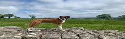 Boxer dogs for stud: Super family pet boxer for stud in Haywards Heath - Advert 4