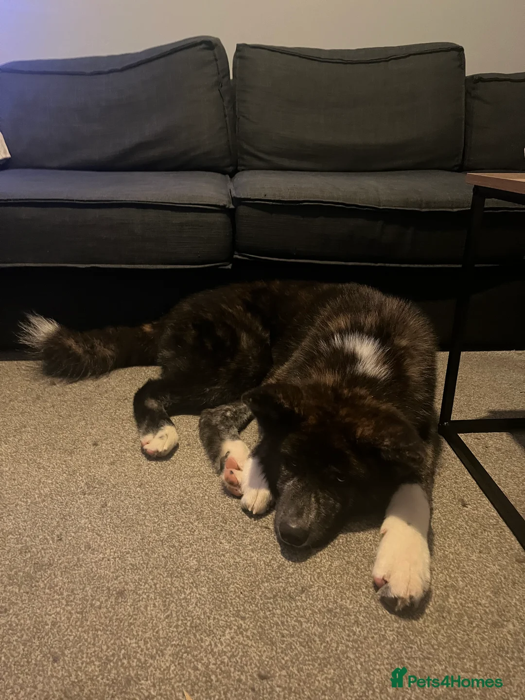 Japanese Akita Inu dogs for sale: Japanese akita in Braintree - Advert 1