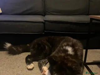 Japanese Akita Inu dogs Japanese akita in Braintree - Advert 2