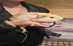 Guinea Pig rodents for sale: 2 boys & 2 girl guinea pigs for sale - Image 4