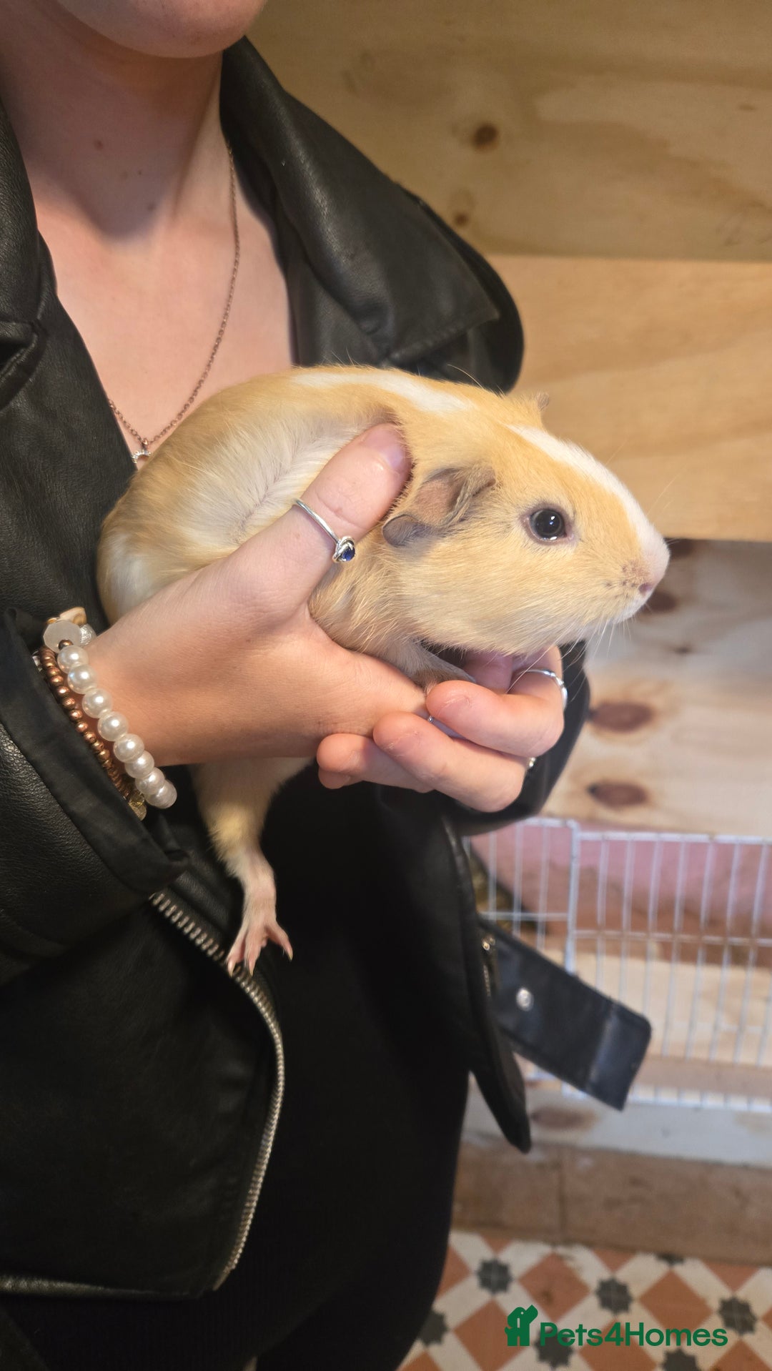 Guinea Pig rodents for sale: 2 boys & 2 girl guinea pigs for sale - Image 4