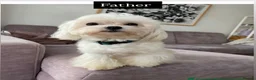 Maltese dogs for sale: Purebred Maltese Puppies with Korean Bloodlines in London - Advert 3