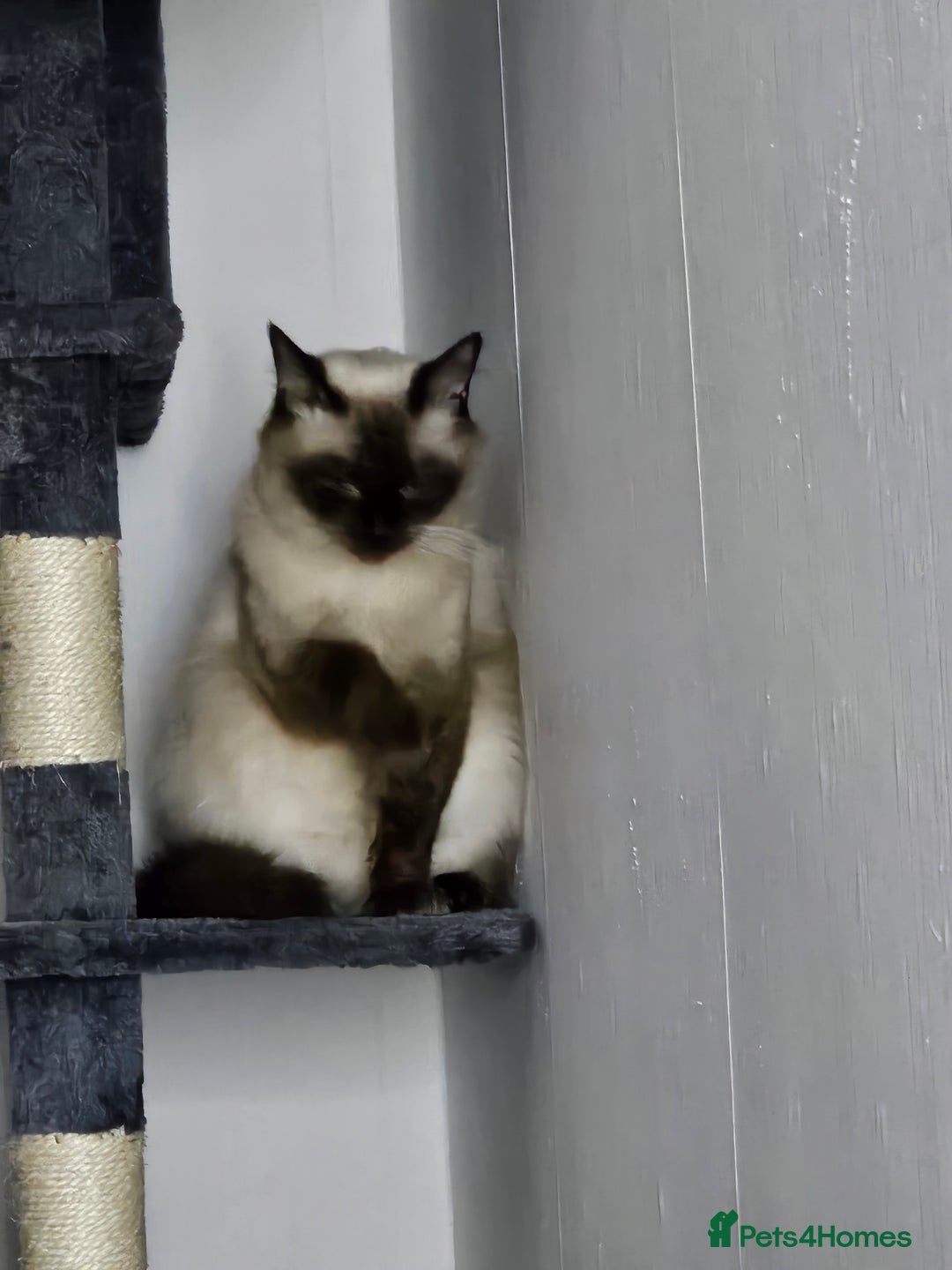 Mixed Breed cats for sale: 2 x Kittens ** urgently need rehoming**  - Image 8