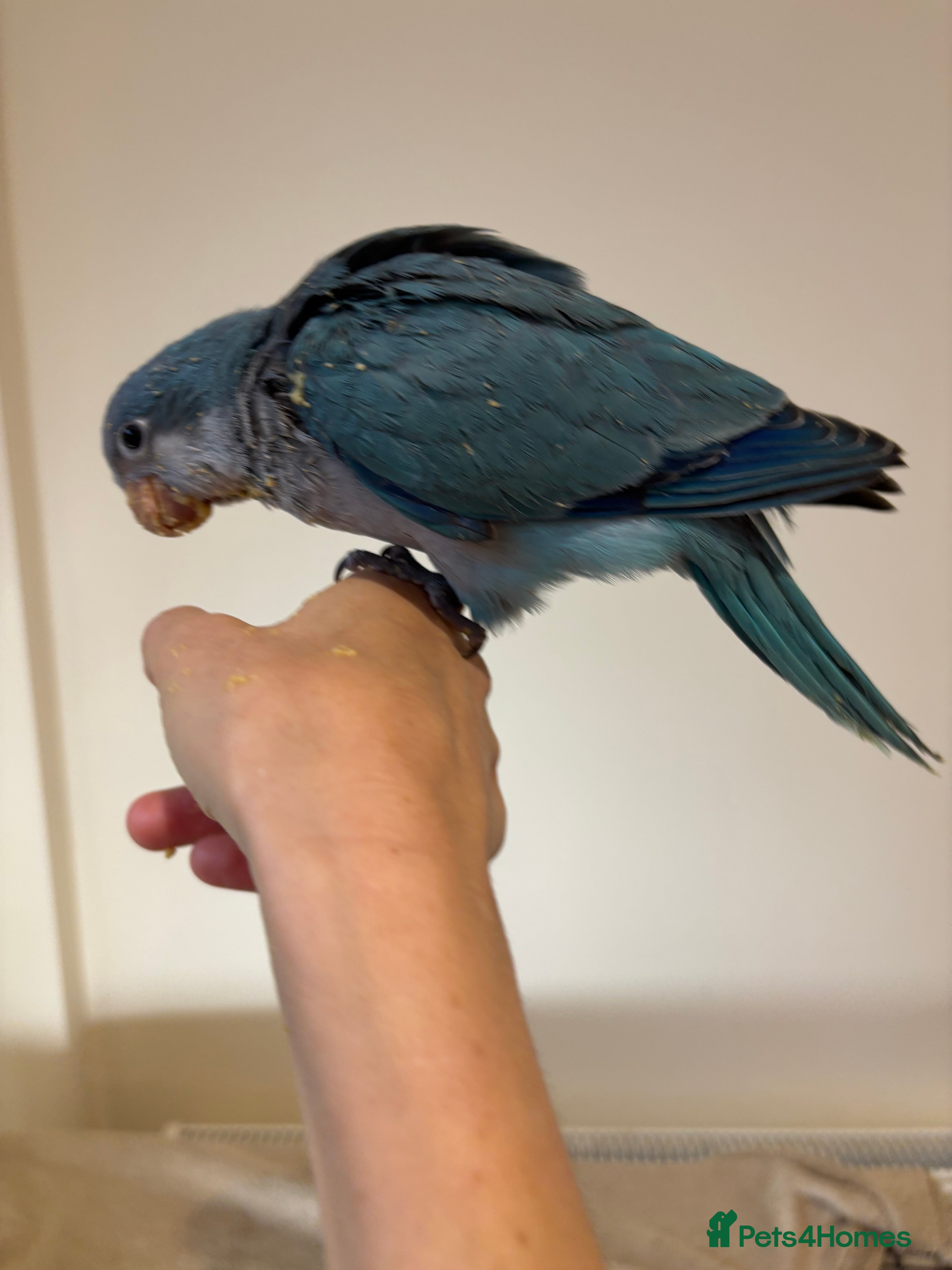 Parrots birds Hand reared blue quaker parrot - Advert 1