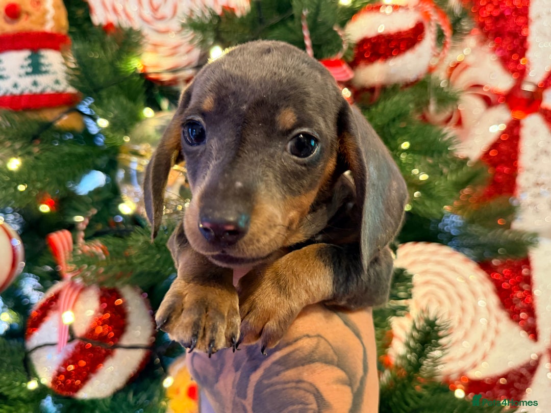 Dachshund dogs for sale: ⭐️LAST BOY AVAILABLE- Mini dachshunds pups⭐️ - Advert 27