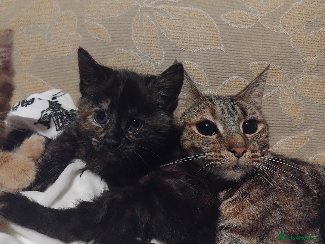 Mixed Breed cats for sale: 3 adorable 6 week old kittens. - Image 11