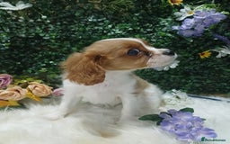 Cavalier King Charles Spaniel dogs for sale: READY kc, health tested girl - Image 6