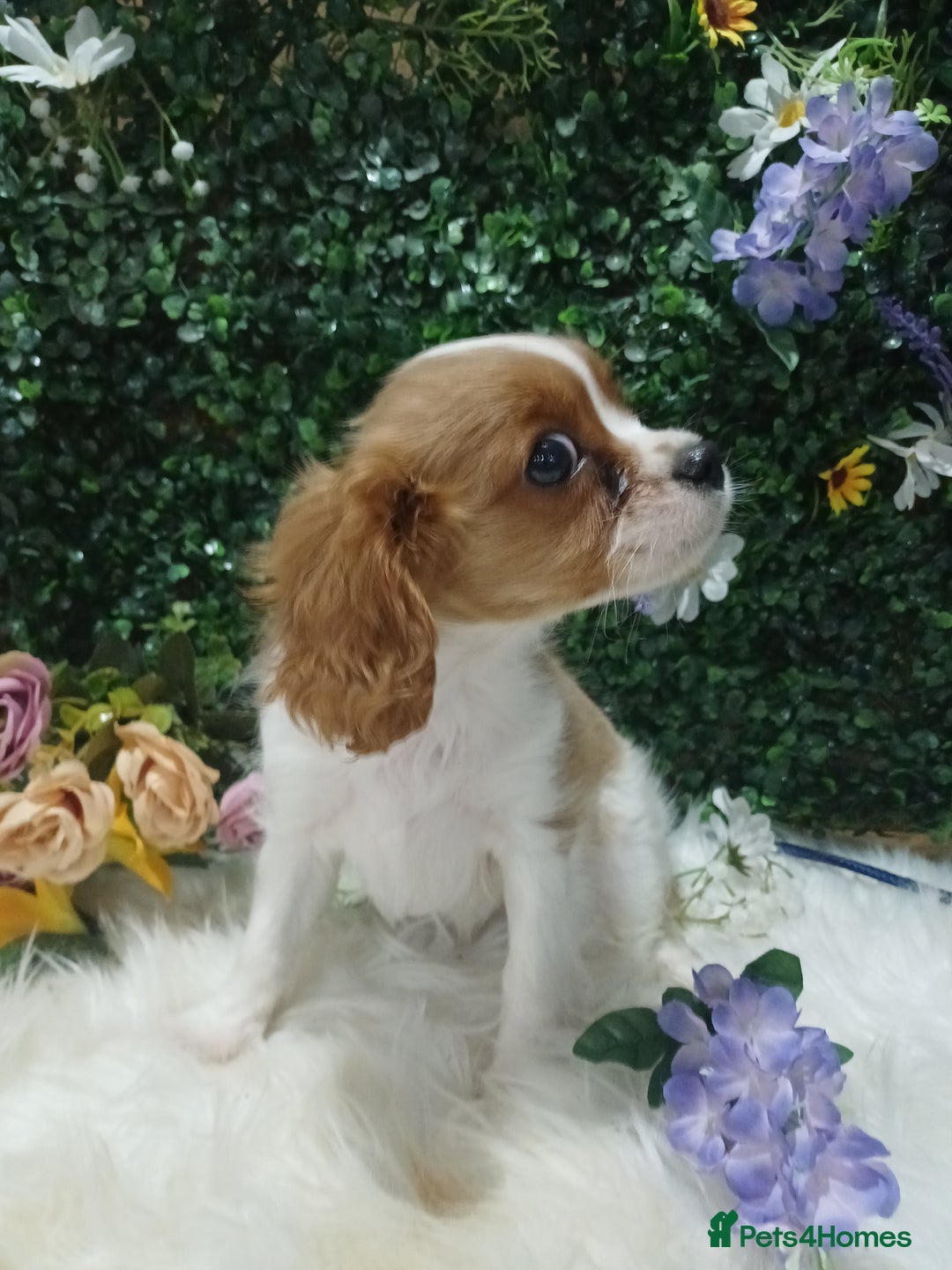 Cavalier King Charles Spaniel dogs for sale: READY kc, health tested girl - Image 6