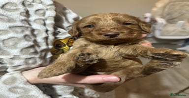 Cockapoo dogs - Advert 1