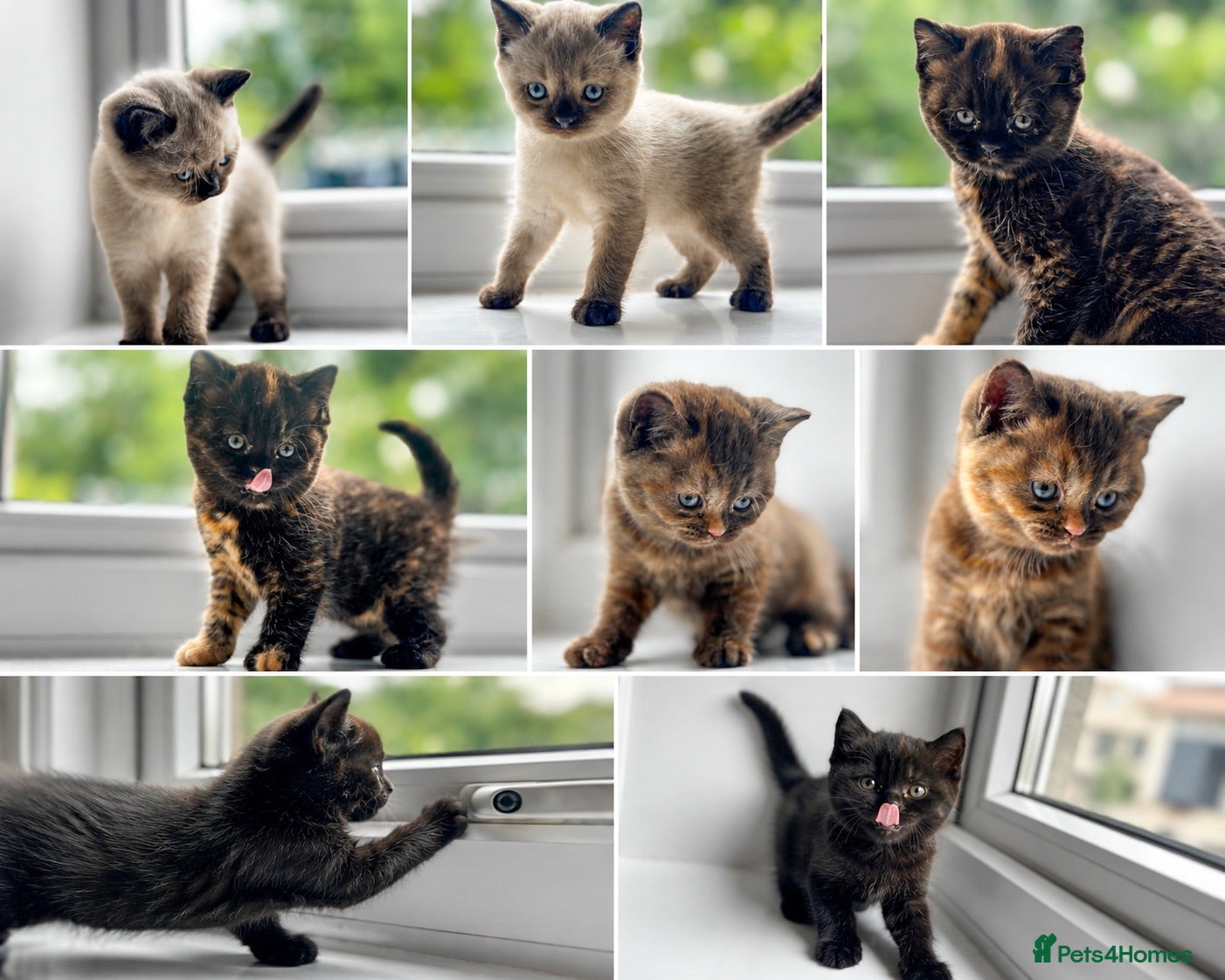 British Shorthair cats Beautiful British Shorthair Kittens  - Advert 1
