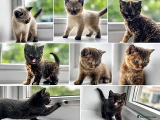 British Shorthair cats Beautiful British Shorthair Kittens - Advert 1
