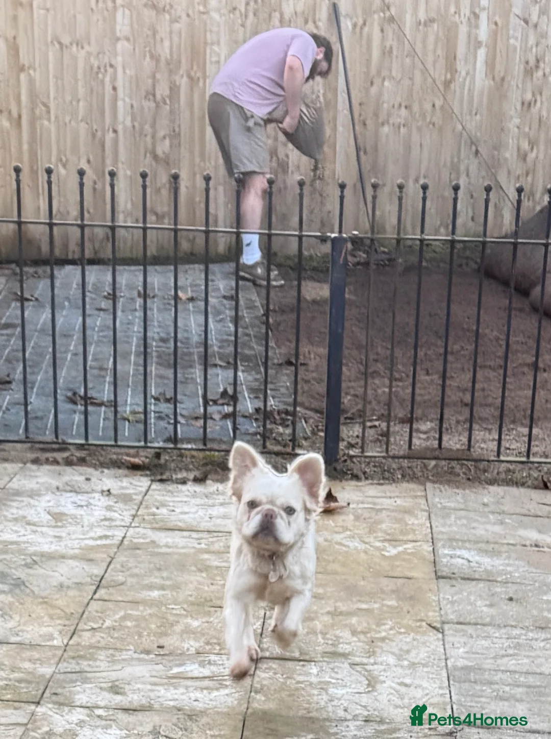 French Bulldog dogs for sale: Fluffy frenchie female - Advert 2