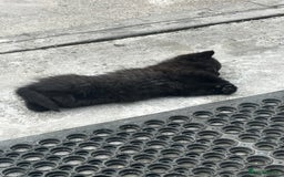 Mixed Breed cats for sale: 3 female kittens ready to go  - Image 21