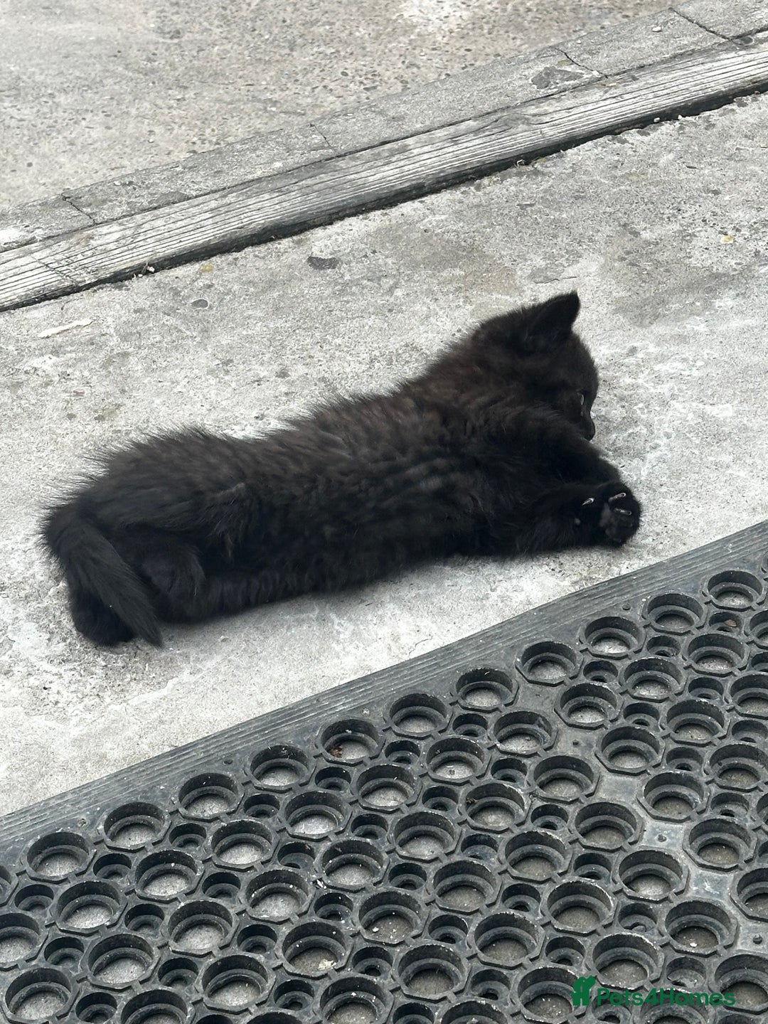 Mixed Breed cats for sale: 3 female kittens ready to go  - Image 21