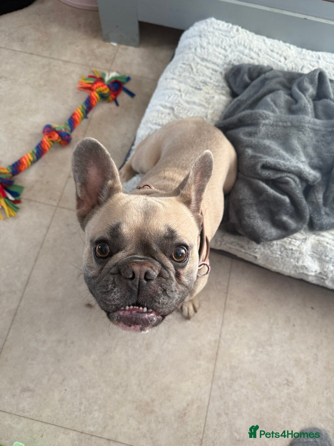 French Bulldog dogs for sale: Rehoming French Bulldog - Image 4