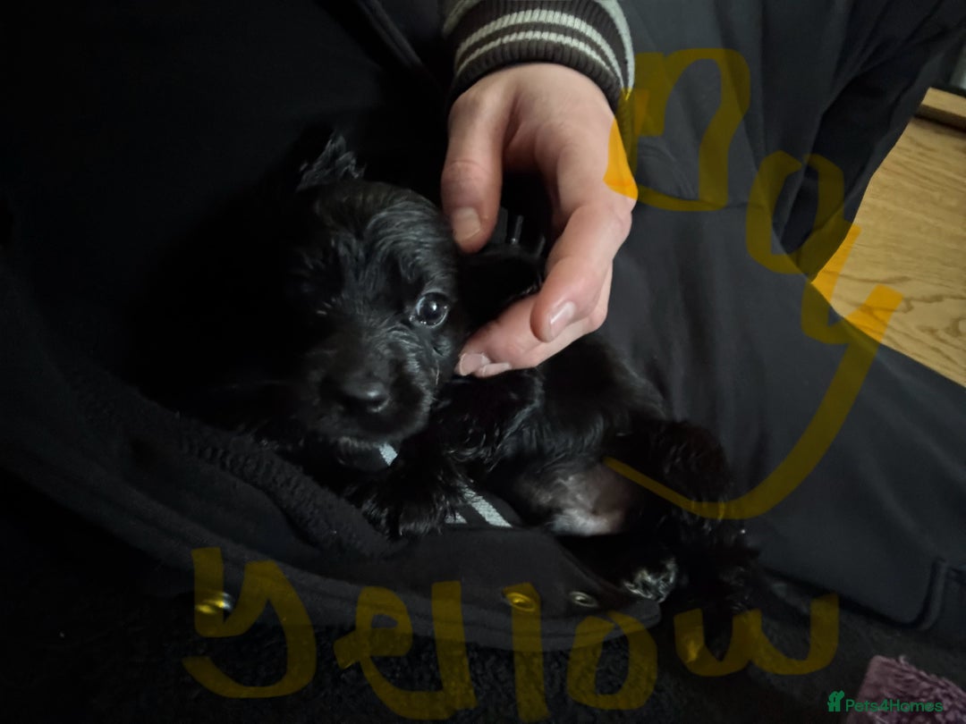 Cocker Spaniel dogs for sale: 3 Black cocker spaniels ready 8th December - Advert 3