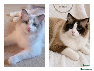 Ragdoll cats Stunning Bi-colour Ragdolls - Advert 2