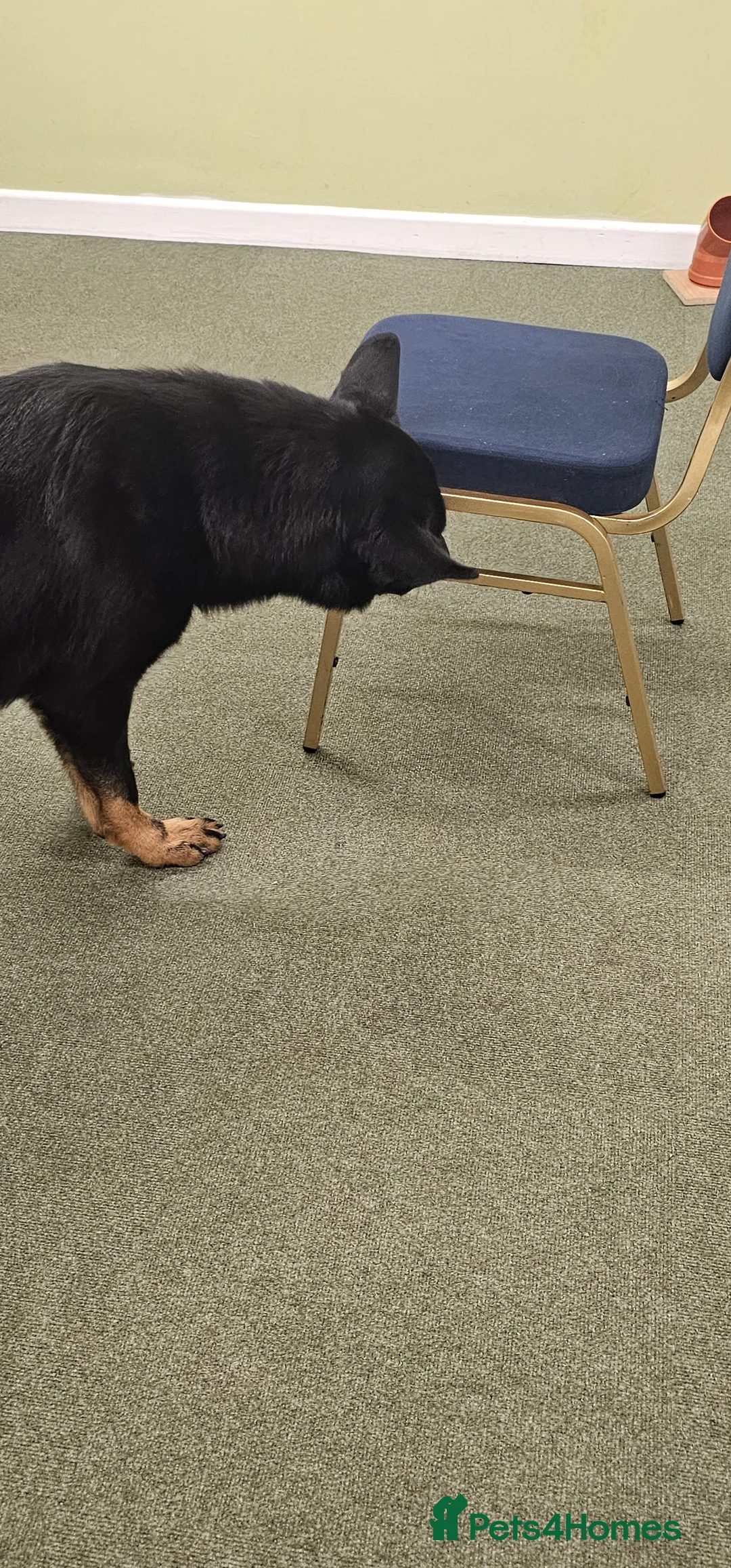 German Shepherd dogs for stud: King Shere khan von shepear at stud in Bedford - Advert 11