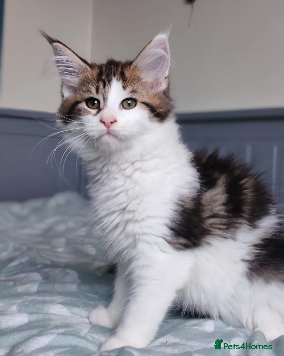 Maine Coon cats for sale: Purebred Maine coon 😍😍 - Advert 6