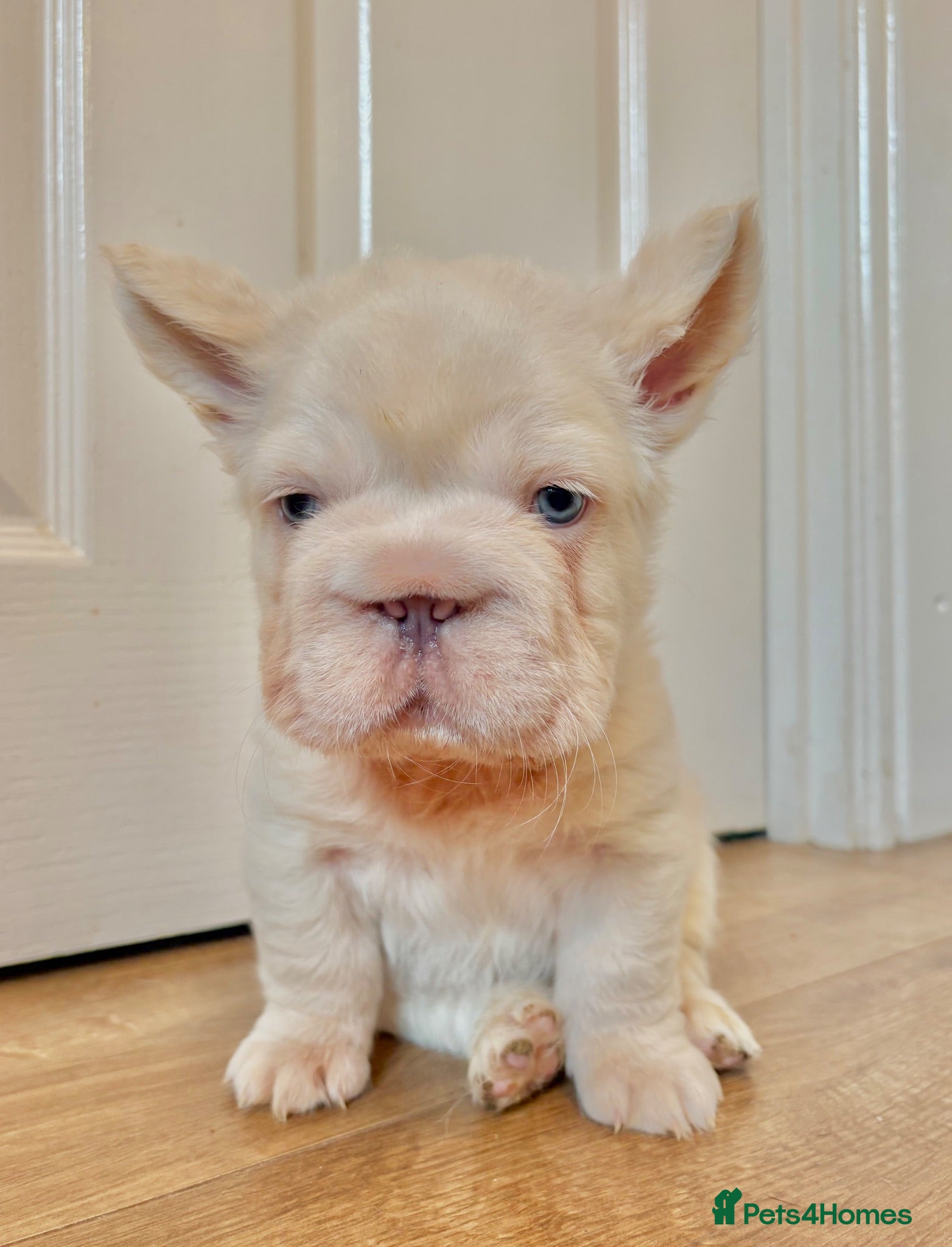French Bulldog dogs French Bulldog Babies Ready Now - Advert 16